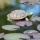Teichdeko Schildkröte