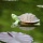 Teichdeko Schildkröte